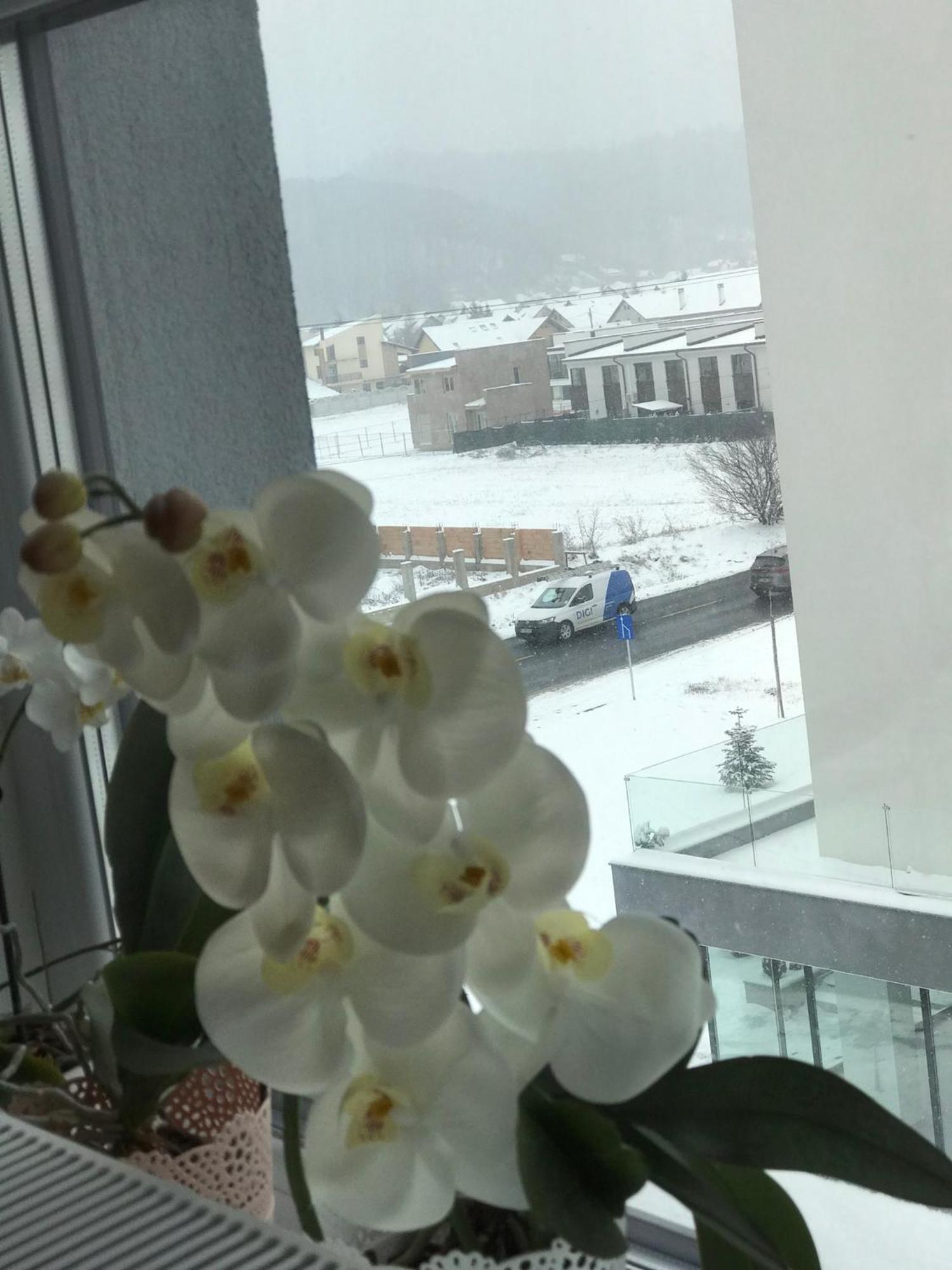 Deea H24 Leilighet Rîşnov Eksteriør bilde